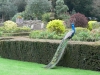 Im Garten von Warwick Castle - (c) R Plock.jpg